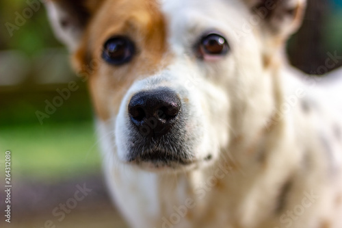 Emmie the Good Girl photo