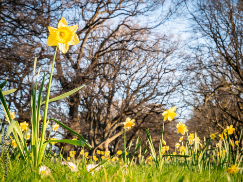Wallpaper Mural Yellow daffodils field shot during spring in Hagley Park, Christchurch, New Zealand Torontodigital.ca
