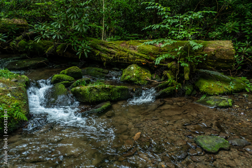 Creek Flows Around Downed Tree and Mossy Rocks Creek Flows Around Downed Tree and Mossy Rocks
