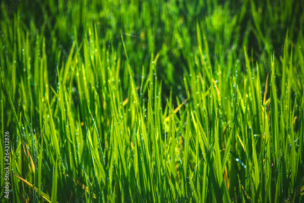 background selective focus closeup rice field background selective focus closeup rice field