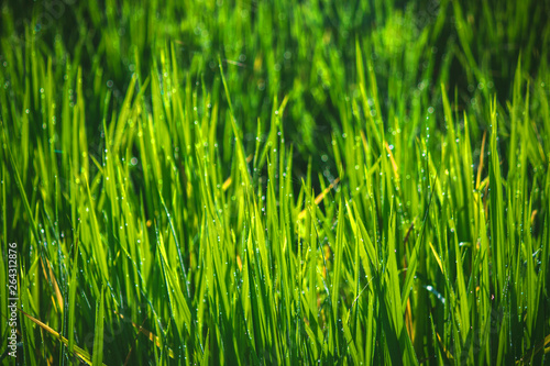 background selective focus closeup rice field