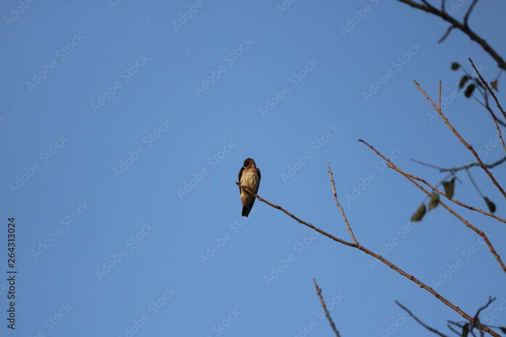 Beautiful birds in different sceneries Beautiful birds in different sceneries