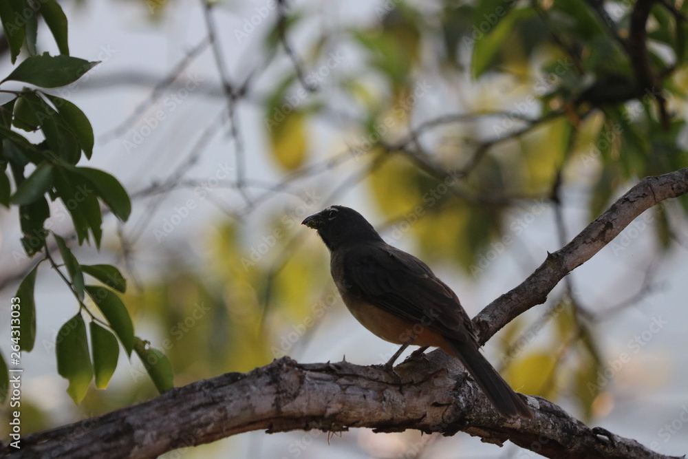 Beautiful birds in different sceneries Beautiful birds in different sceneries