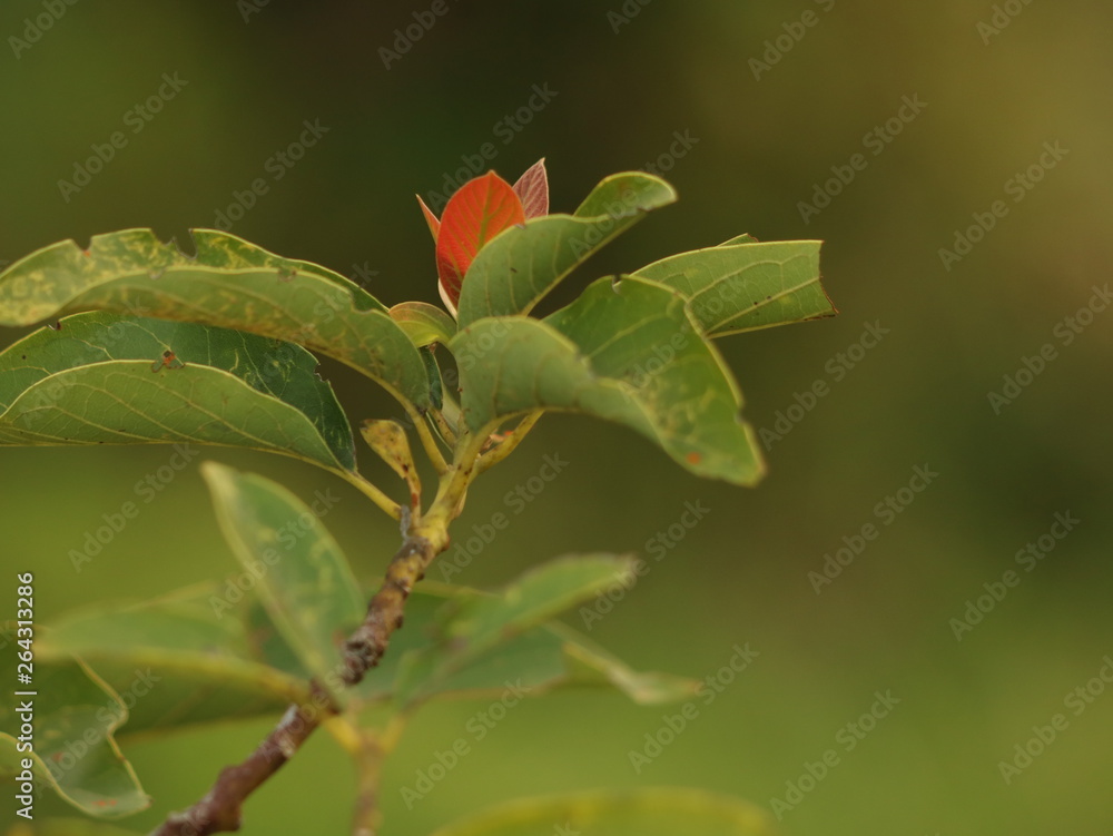 Fototapeta premium Colors of the flowers