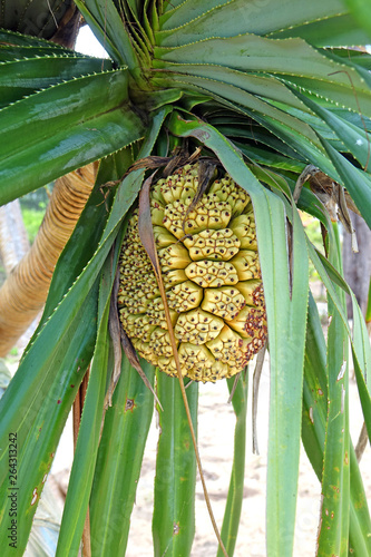 Hala fruit (Pandanus tectorius) or Tahitian screwpine, thatch screwpine, hala tree, pandanus, and pu hala is a species of Pandanus that is native to Malesia, eastern Australia, and the Pacific Islands