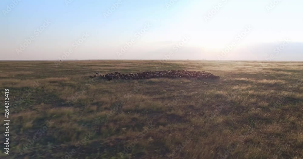 Cinematic aerial drone view of sheep in Ukrainian prairie steppe at sunset Cinematic aerial drone view of sheep in Ukrainian prairie steppe at sunset