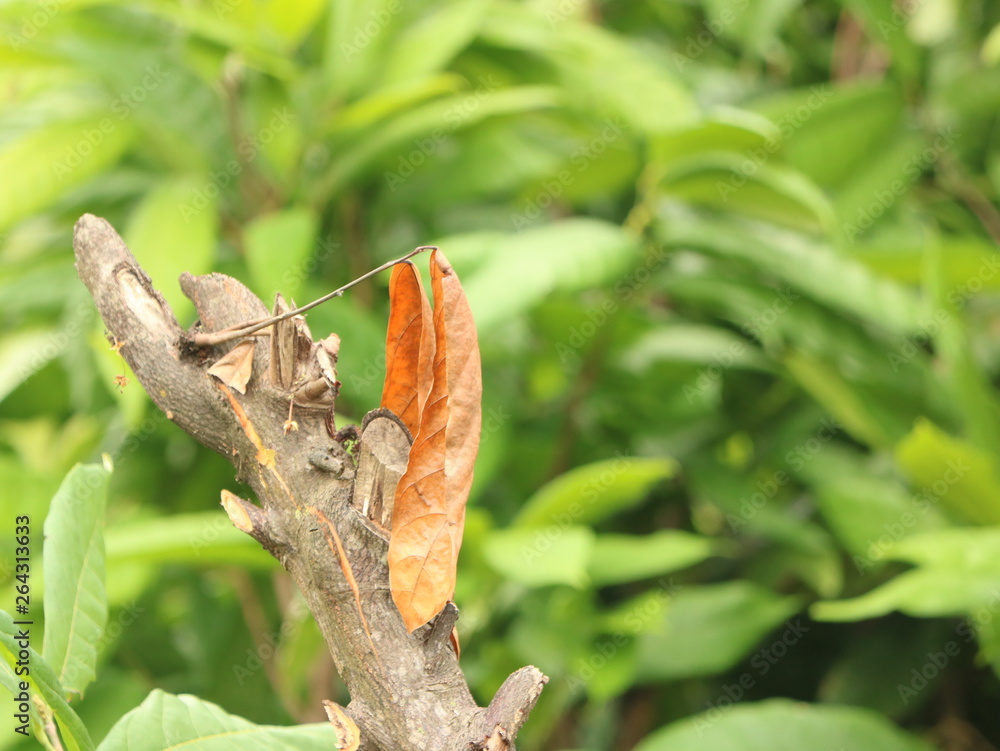The amazing colors of the sunset