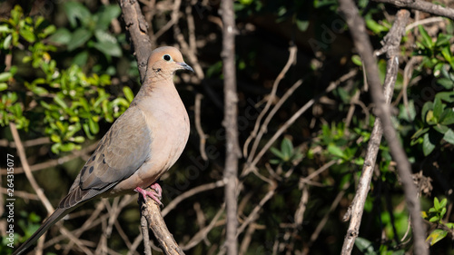 Mourning Dove Perched on Branch
