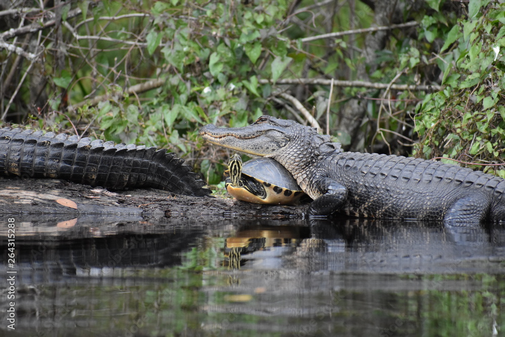 Alligator & Turtle Alligator & Turtle