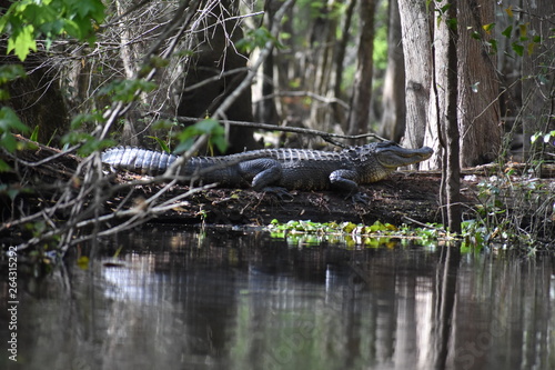 Alligator