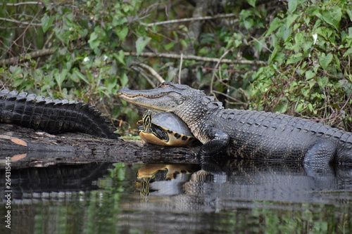 Alligator & Turtle