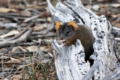 Canvas Print Yellow-footed Antechinus (Antechinus flavipes)