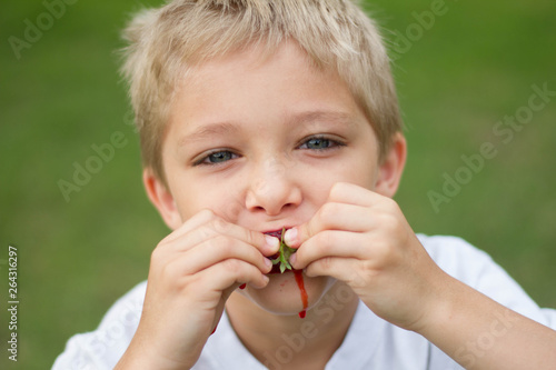 Young boy eating a fresh strawberry from a backyard garden photo