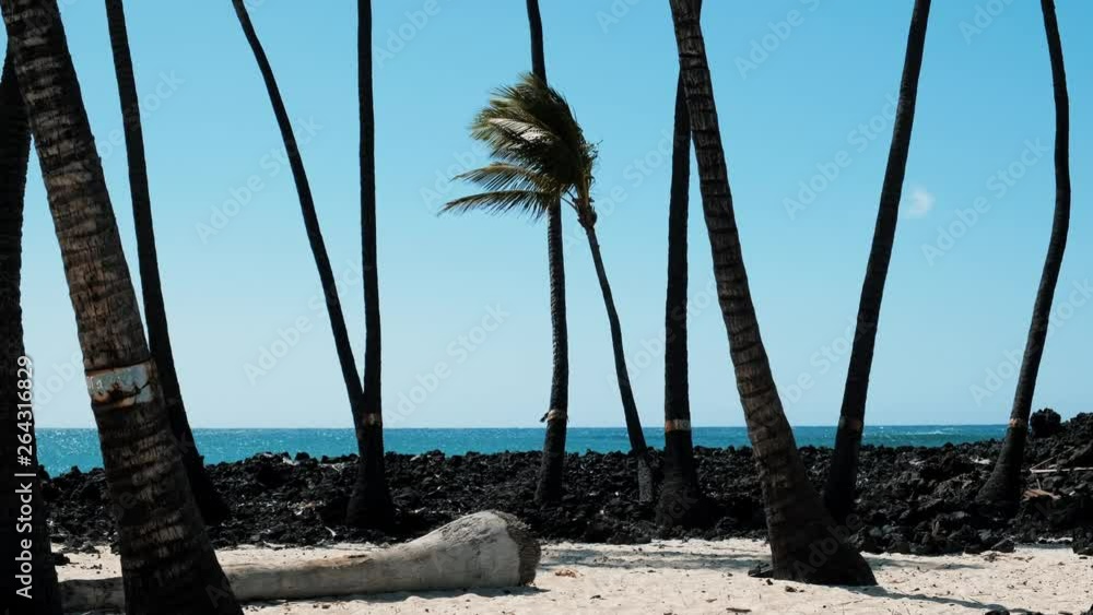 Palm Trees Palm Trees