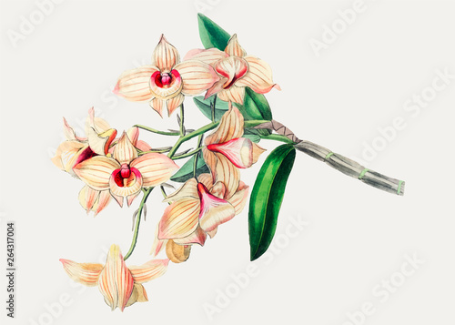 Dendrobium moschatum
