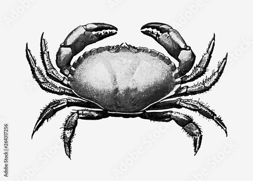 Vintage crab illustration