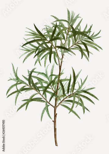 Bitter willow branch