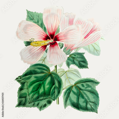 Hibiscus moscheutos