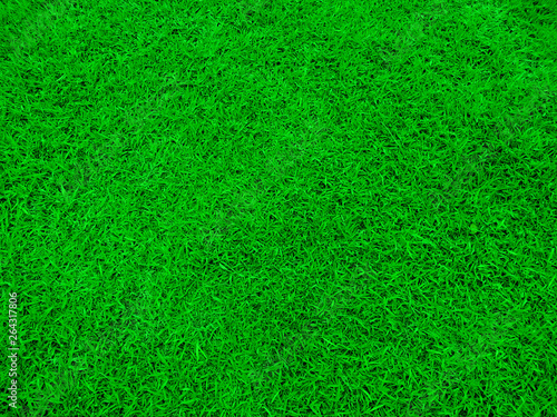 Natural grass texture pattern background. Green grass texture for background. Fresh green background.