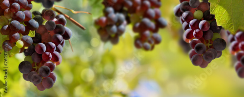 panoramic view on black grapes growing in vineyard lighting by the sun