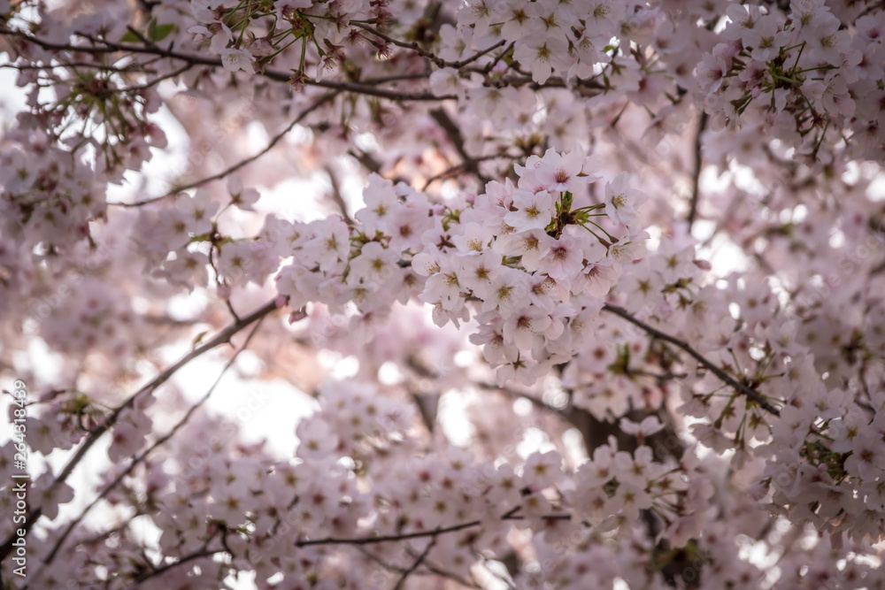 Cherry Blossom or Sakura flower on nature background in a spring day. Cherry Blossom or Sakura flower on nature background in a spring day.