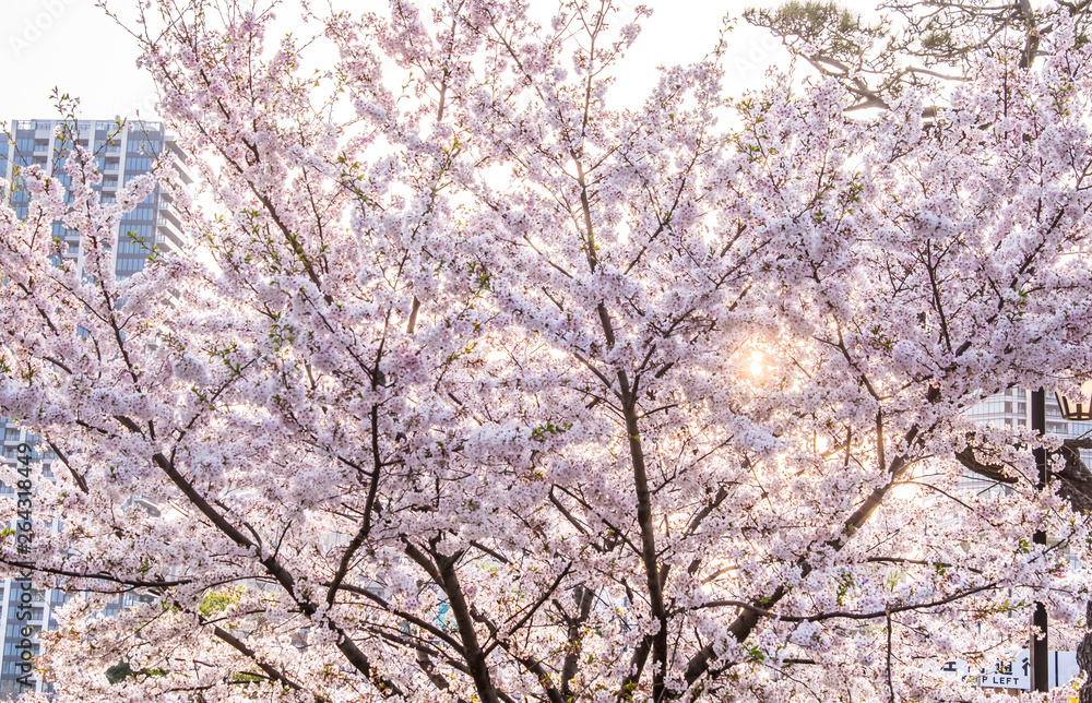 Cherry Blossom or Sakura flower on nature background in a spring day. Cherry Blossom or Sakura flower on nature background in a spring day.
