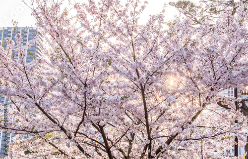 Cherry Blossom or Sakura flower on nature background in a spring day.