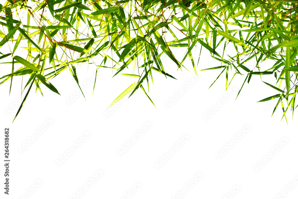 Naklejka premium Bamboo leaves on white background