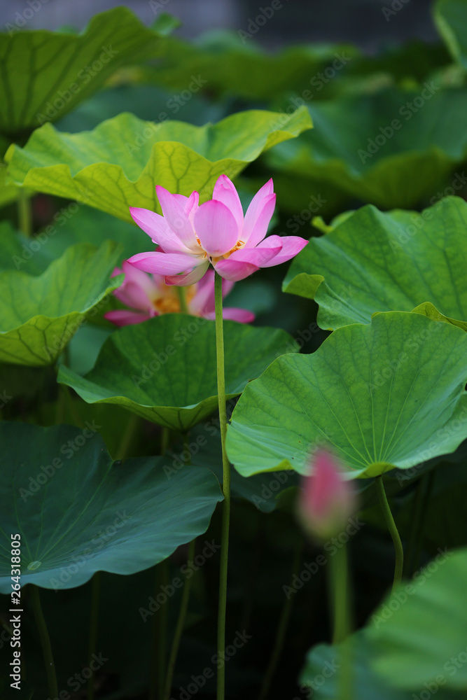 Lotus: beautiful lotus and lotus leaves in summer Lotus: beautiful lotus and lotus leaves in summer