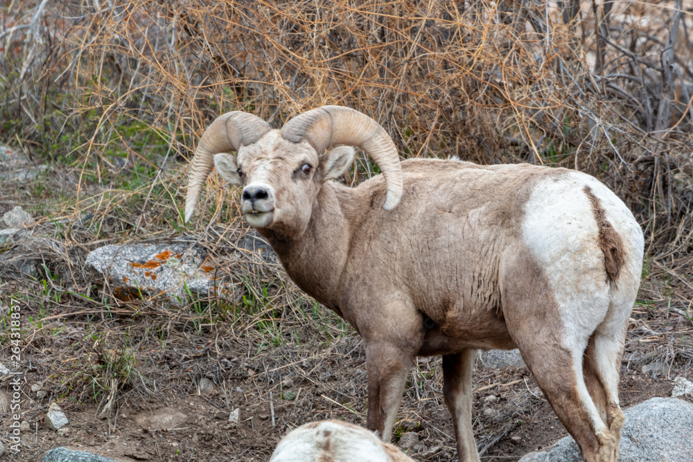 Bighorn Sheep in the Mountains Bighorn Sheep in the Mountains