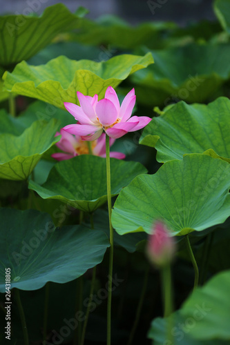 Lotus: beautiful lotus and lotus leaves in summer