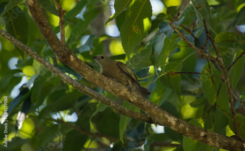 Bird on a branch