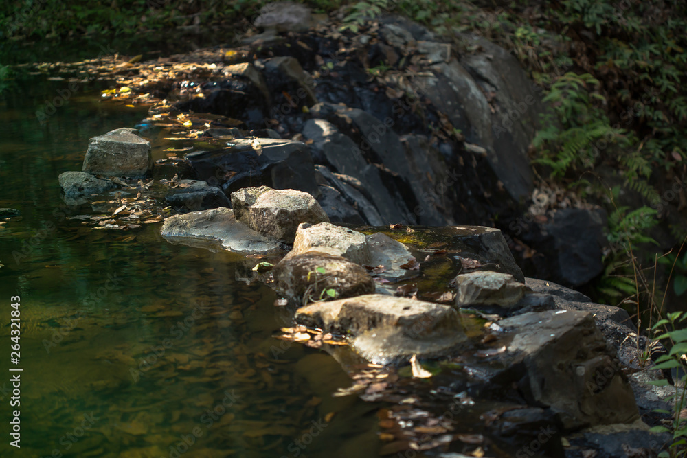 Fototapeta premium Forest, River, Spring - Flowing Water, Water, Woodland