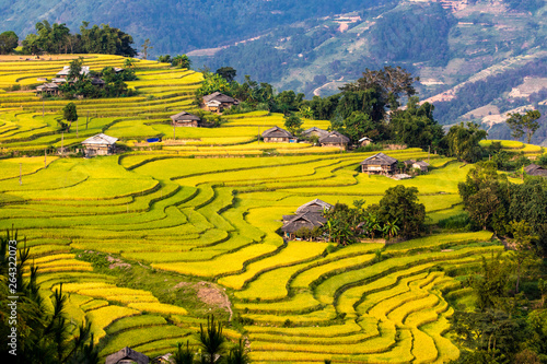 Fototapeta Naklejka Na Ścianę i Meble -  Ripen rice terraced fields in Y Ty, Laocai, Vietnam