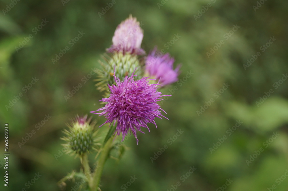 PURPLE FLOWER PURPLE FLOWER