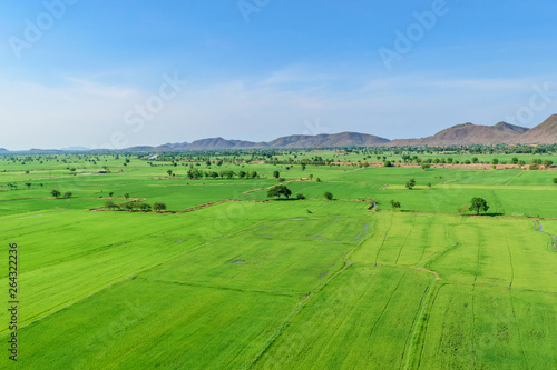 Panoramic view nature Landscape of a green field with rice