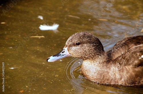 duck in the zoo