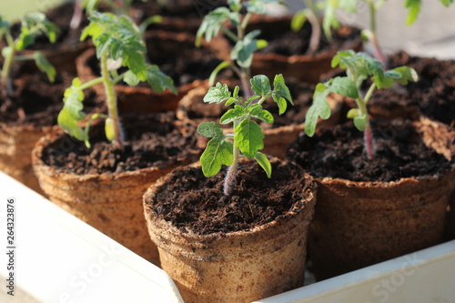 Young tomato seedling sprouts in the peat pots. Gardening concept. photo