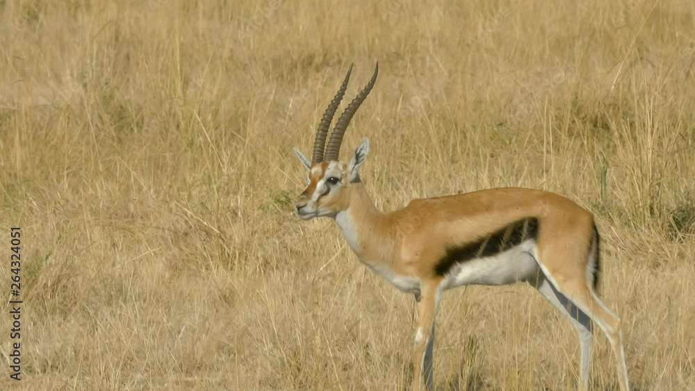 a thompson's gazelle buck grooming in masai mara a thompson's gazelle buck grooming in masai mara