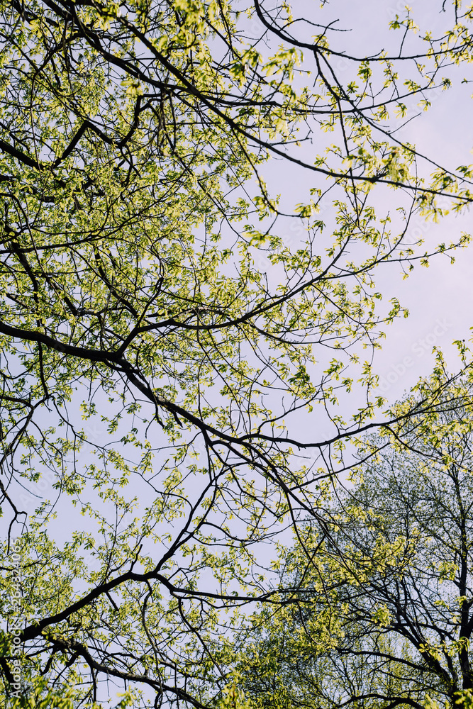 Fresh green spring leaves on blue sky background, nature pattern. Fresh green spring leaves on blue sky background, nature pattern.