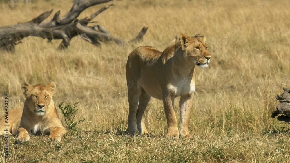 two lionesses survey their territory in masai mara, kenya two lionesses survey their territory in masai mara, kenya