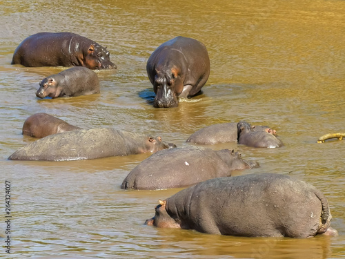 high angle view of a hippo herd in a river in masai mara, kenya