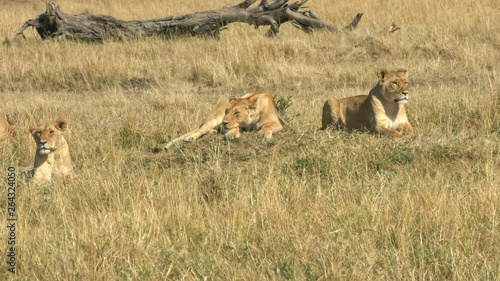three lionesses laying on the ground in masai mara game reserve, kenya