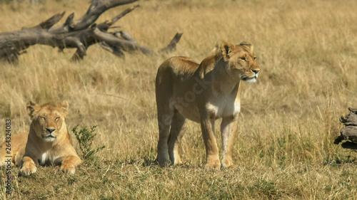 two lionesses survey their territory in masai mara, kenya