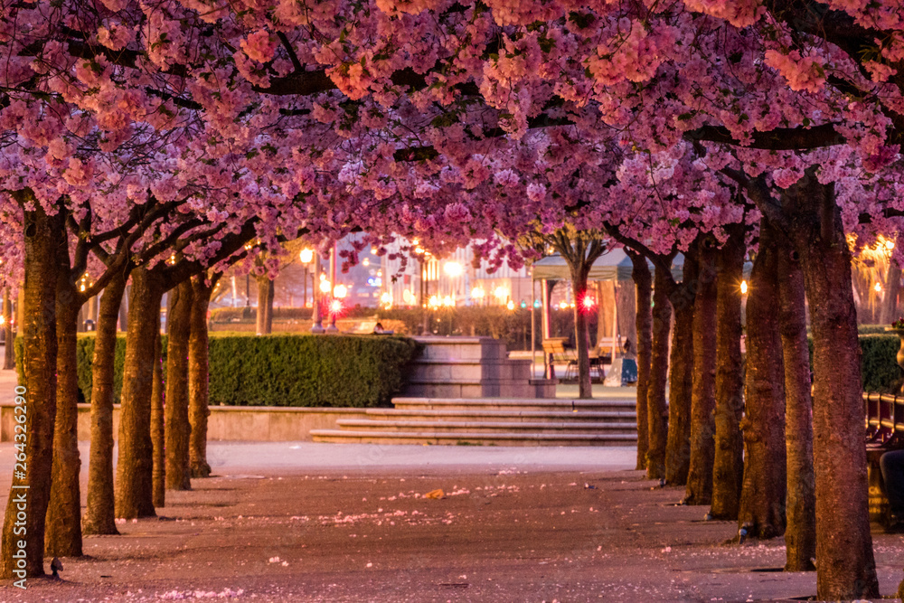 Stockholm, Sweden The cherry blossoms in the Kungstradgarden park, or