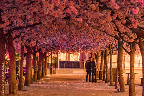 Photography Stockholm, Sweden The cherry blossoms in the Kungstradgarden park, or Kingäs Garden