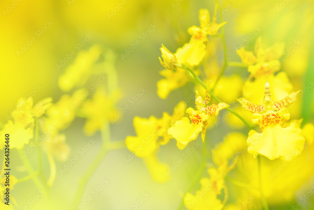 Nature background of yellow orchid flowers in the garden during summer day with sunlight and blur bokeh background.