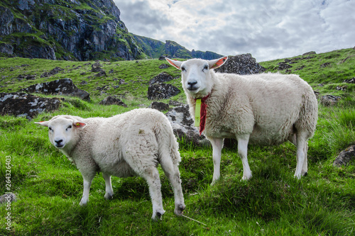 Two sheep stare at camera as they graze on the Island of Lofoton, above the arctic circle in Norway
