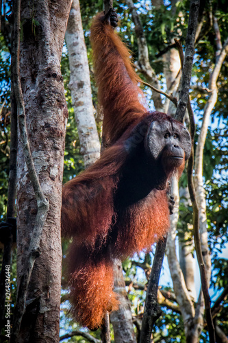 A male orangutan, stands watch in a tree in the jungle of Borneo