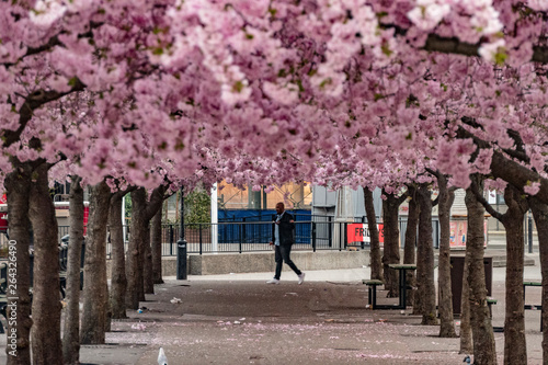 Photography Stockholm, Sweden The cherry blossoms in the Kungstradgarden park, or Kingäs Garden
